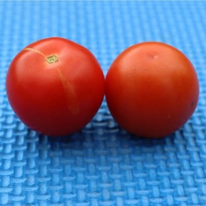 Products: MONEY MAKER TOMATO - Yardlands