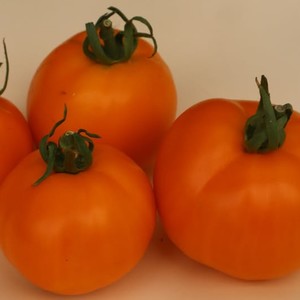 MOONGLOW TOMATO - Yardlands