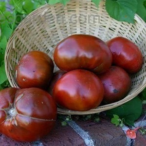 PAUL ROBESON TOMATO - Yardlands