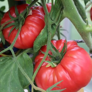 PRUDEN’S PURPLE TOMATO - Yardlands
