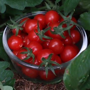 RED CHERRY TOMATO - Yardlands