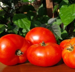 Products: SCORESBY DWARF - Yardlands