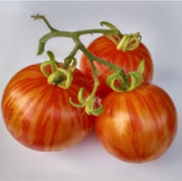 Products: TIGERELLA - Yardlands