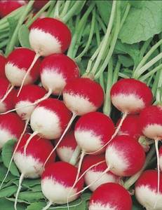 Products: RADISH SPARKLER - Yardlands