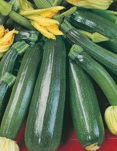 Products: ZUCCHINI GREENSKIN - Yardlands