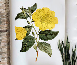 Evening Primrose Wall Decal