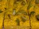 Mango Kalakand
