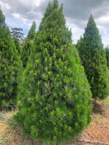 Pre Order Specials: Click & Collect Xmas Trees