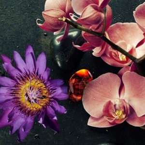Products: Euphoria (type) Fragrance Oil » Zen Aroma