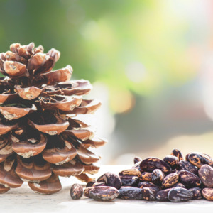 Rare Plants Trees: Stone Pine (Pinus Pinea)